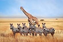 Giraffe on safari in Tanzania